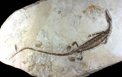 鳥*丸様 S81⚫︎メソサウルス化石 A メソサウルス - とっとりデジタルコレクション