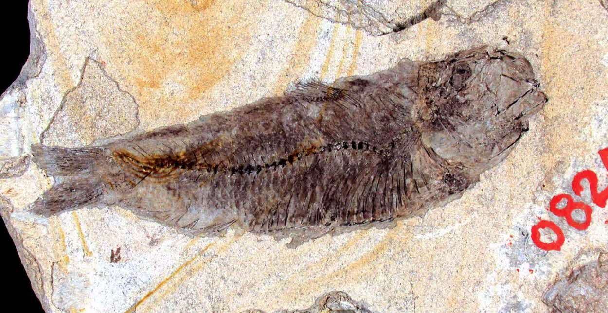 ミヤノシタサッパ